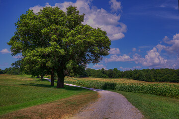 Tree by a curve on a country road by a corn field.  Fluffy clouds fill the sky above.