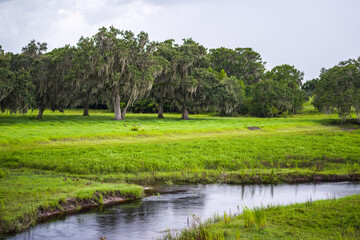 Fototapeta premium Florida Landscapes