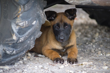 Cute Puppy under ATV