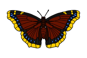 beautiful butterfly vector