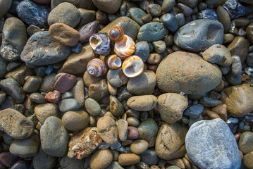 Shells and colorful rocks, Seascape at Glass Beach, Fort Bragg, northern California.
