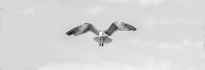 Bird Flying Wings Spread Hope Peace Black And White Copy Space Banner