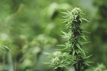 cannabis leaf are growth in a hemp agriculture plant farm, nature marijuana or sativa ganja weed green herb for using for medical drug in science laboratory background, lab research for medicine oil
