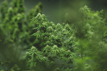 cannabis leaf are growth in a hemp agriculture plant farm, nature marijuana or sativa ganja weed green herb for using for medical drug in science laboratory background, lab research for medicine oil