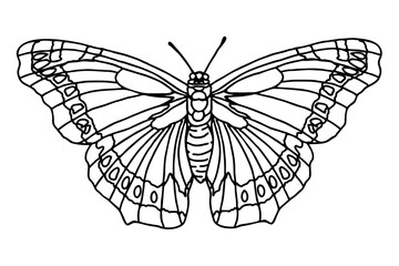 Beautiful butterfly Line Art vector