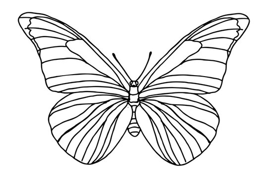 Beautiful butterfly Line Art vector