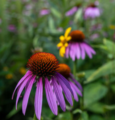 Purple cone flowers in a field with a blurred background in Deerfield Township, Pennsylvania, USA on a sunny summer day