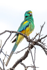 Mulga Parrot in Northern Territory Australia