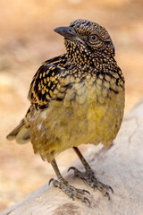 Western Bowerbird in Northern Territory Australia