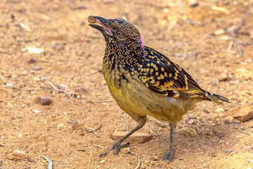 Western Bowerbird in Northern Territory Australia