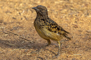 Western Bowerbird in Northern Territory Australia