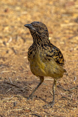 Western Bowerbird in Northern Territory Australia