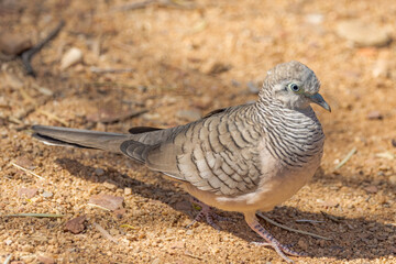 Peaceful Dove in Northern Territory Australia