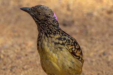 Western Bowerbird in Northern Territory Australia