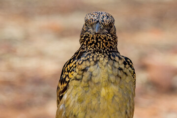 Western Bowerbird in Northern Territory Australia