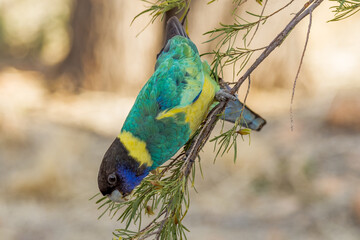 Port Lincoln Ringneck Parrot in Northern Territory Australia
