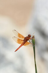 red dragon fly and a stem