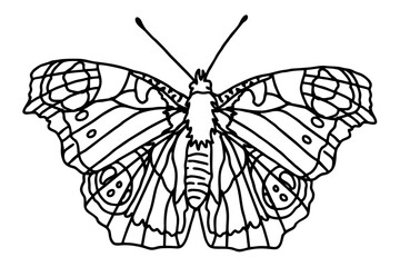 Obraz na płótnie Canvas Beautiful butterfly Line Art vector