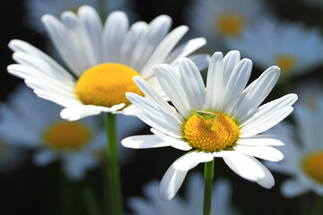 Fototapeta premium Macro shot of wild camomiles