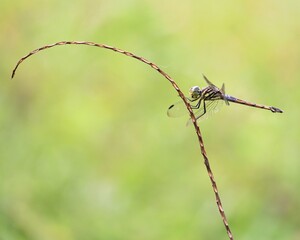 dragonfly on tree