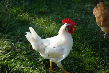 Rooster Chicken