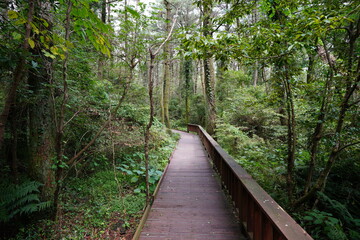 fine walkway through mossy trees and dense forest
