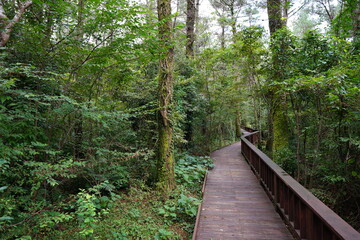 fine walkway through mossy trees and dense forest
