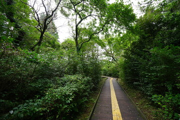 pathway to deep forest
