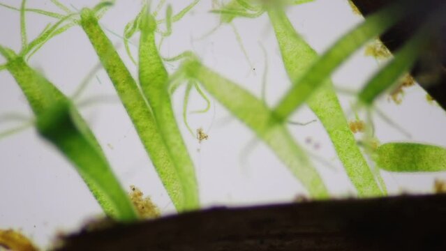 Hydra under the microscope, Hydra is a genus of small, fresh-water animals of the phylum Cnidaria and class Hydrozoa.