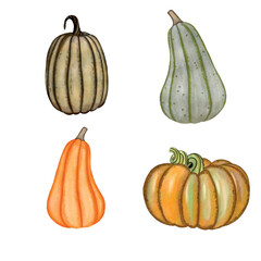 watercolor pumpkins, autumn harvest illustration set, Thanksgiving design elements, fall, and holiday clip art.