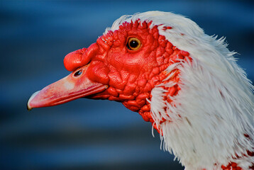 close up of a duck