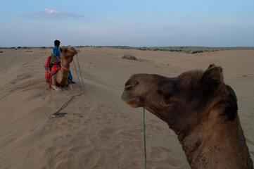 A young cameleer leading a camel into sand dunes