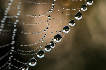 close up of morning dew on spider web during golden hour