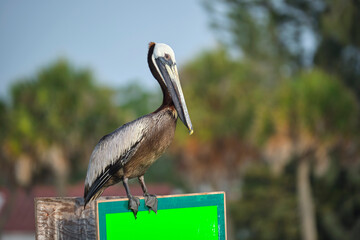 Big brown pelican perched on bright board sign on sunny summer day on tropical trees background