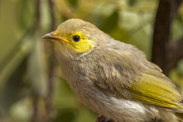 White-plumed Honeyeater in Northern Territory Australia