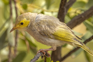 White-plumed Honeyeater in Northern Territory Australia