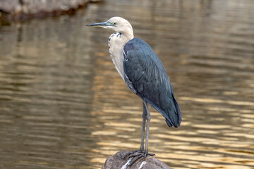 White-necked or Pacific Heron in Northern Territory Australia