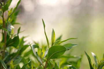 Closeup of fresh tree sprouts with green leaves in spring