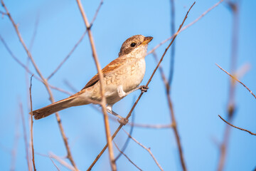 Juvenile Red-backed Shrike sitting on a tree branch.