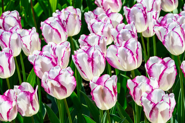Backlit glowing white tulips with purple edges, Skagit Valley, WA
