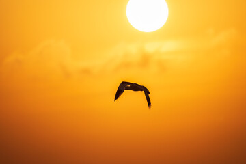 Water bird pied avocet, lat. Recurvirostra avosetta, flies over the lake in orange sunset light. The pied avocet is a large black and white wader with long, upturned beak