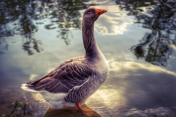 country goose on the beach