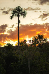 Obraz premium sunset in the palm