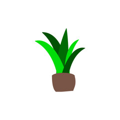 plant in pot
