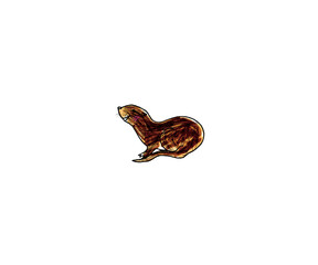 左向きのコツメカワウソ