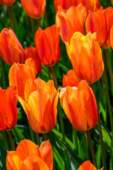 Bright orange and yellow tulips mass planted in a spring garden, Skagit Valley, WA
