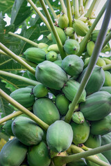 Close up shot of fresh hybrid papaya on the tree
