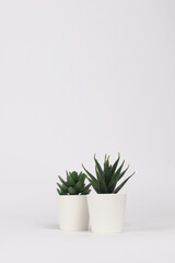 nature potted succulent plant in white flowerpot in front of white background banner with green cactus and cacti is called pachyphytum and haworthia in desert