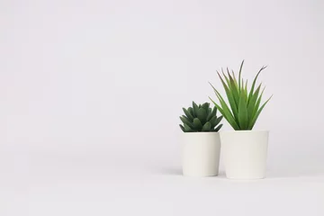 Foto op Aluminium natuur ingegoten vetplant in witte bloempot voor witte achtergrond banner met groene cactus en cactussen heet pachyphytum en eeuw plant in woestijn © Daydreamaster