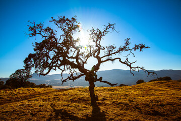 sunset silhouette tree on blue sky background